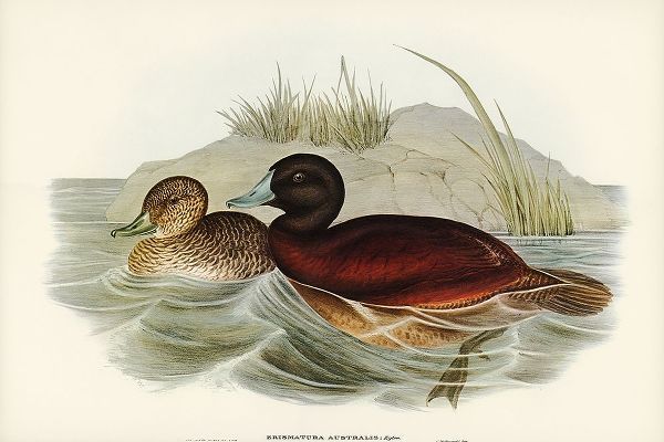 Gould, John 작가의 Blue-billed Duck-Erismatura Australis 작품
