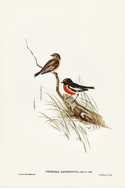 Gould, John 작가의 Red-capped Robin-Petroica Goodenovii 작품