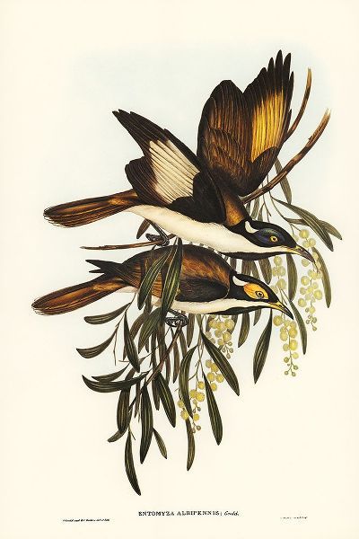 Gould, John 작가의 White-pinioned Honey-eater-Entomyza albipennis 작품