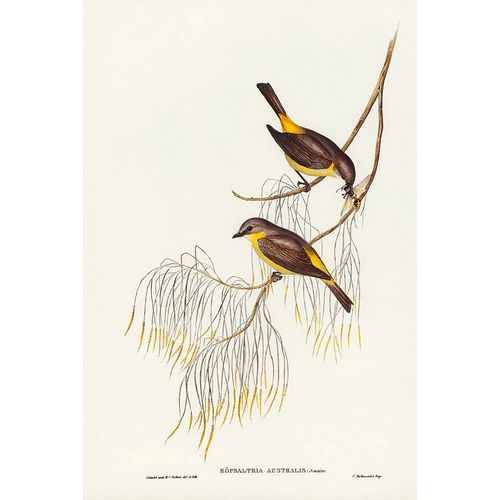 Gould, John 작가의 Yellow-breasted Robin-Eopsaltria Australis 작품