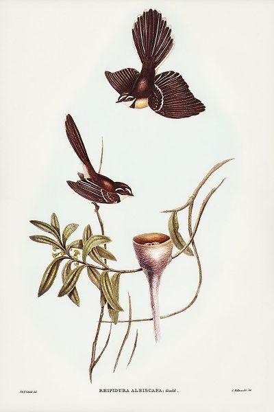Gould, John 작가의 White-shafted Fantail-Rhipidura albiscapa 작품