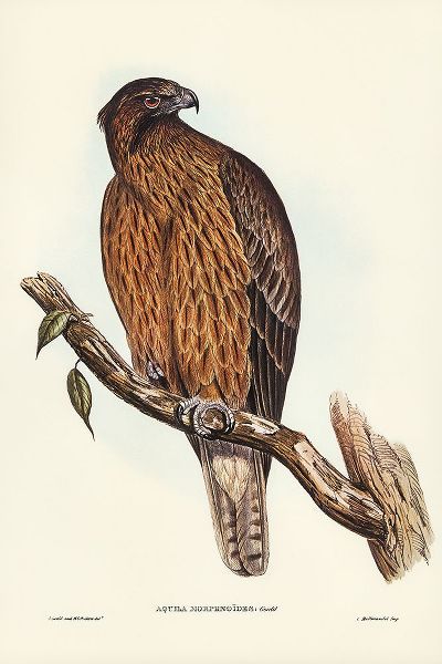 Gould, John 작가의 Little Australian Eagle-Aquila Morphnoides 작품