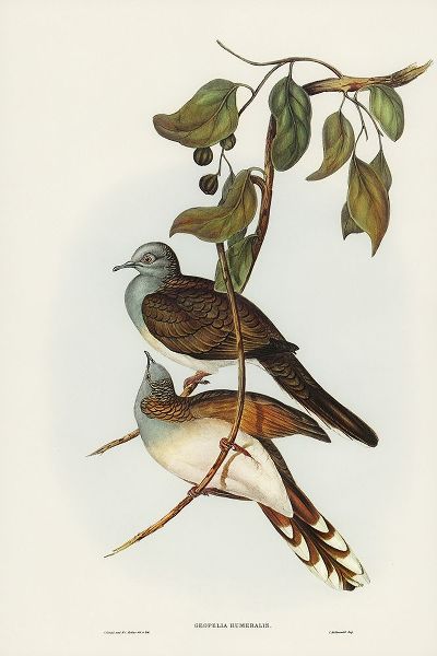 Gould, John 작가의 Barred-shouldered Ground Dove-Geopelia humeralis 작품