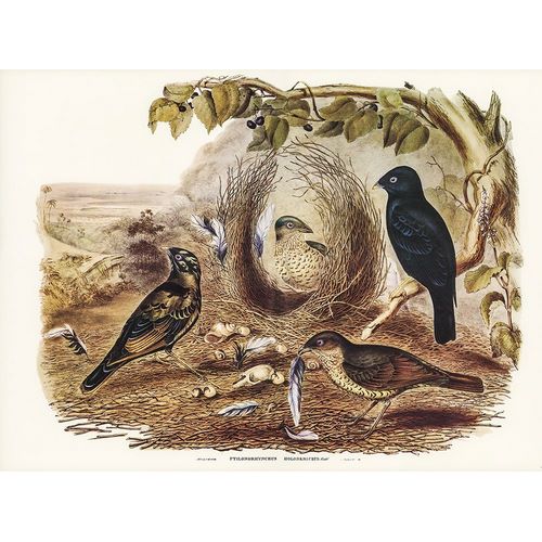 Gould, John 작가의 Satin Bower Bird-Ptilonorhynchus holossericeus 작품