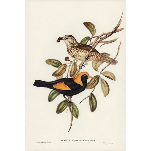Gould, John 작가의 Regent Bird-Sericulus chrysocephalus 작품