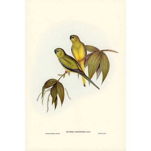 Gould, John 작가의 Rock Grass-Parakeet-Euphema petrophila 작품