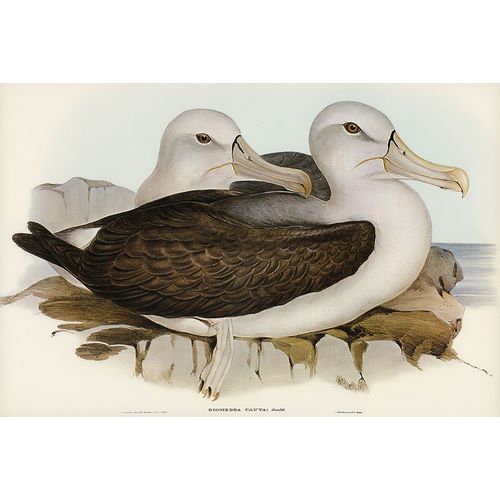 Gould, John 작가의 Cautious Albatros-Diomedea cauta 작품
