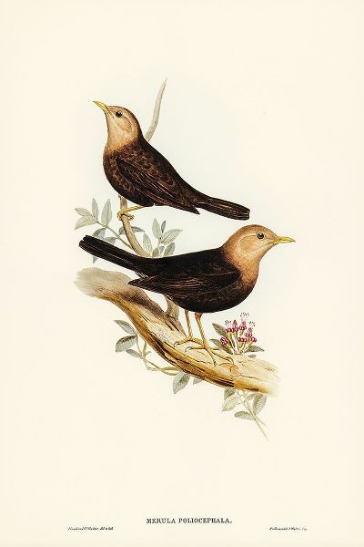 Gould, John 작가의 Grey-headed Blackbird-Merula poliocephala 작품