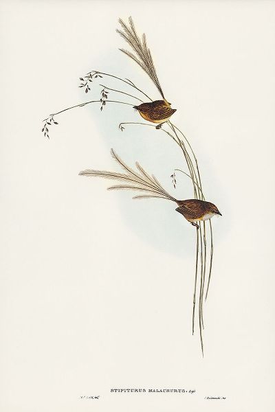 Gould, John 작가의 Emu Wren-tipiturus malachurus 작품