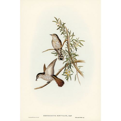 Gould, John 작가의 Little Cuckoo-Chrysococcyx minutillus 작품