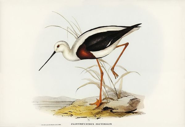 Gould, John 작가의 Banded Stilt-Chladorhynchus pectoralis 작품