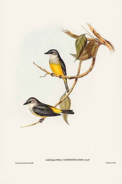 Gould, John 작가의 Grey-breasted Robin-Eopsaltria griseogularis 작품