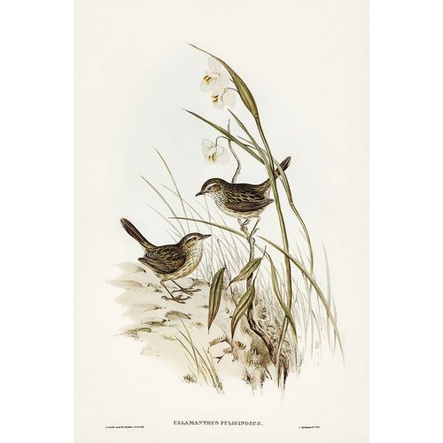 Gould, John 작가의 Striated Reed Lark-alamanthus fuliginosus 작품