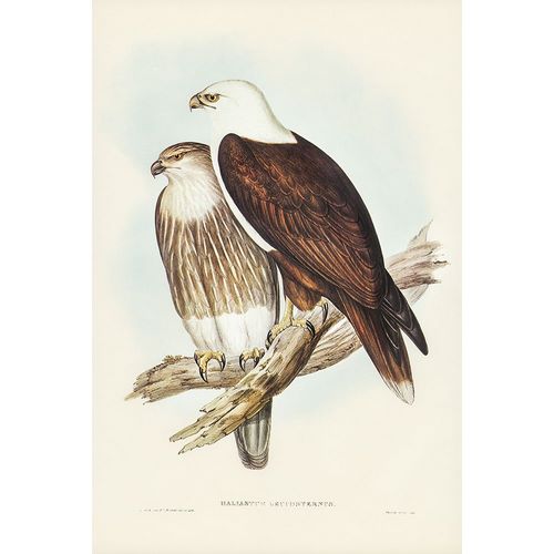 Gould, John 작가의 White-breasted Sea Eagle-Haliaster leucosternus 작품
