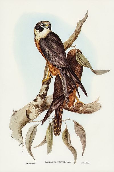 Gould, John 작가의 Falcon-Falco Frontatus 작품