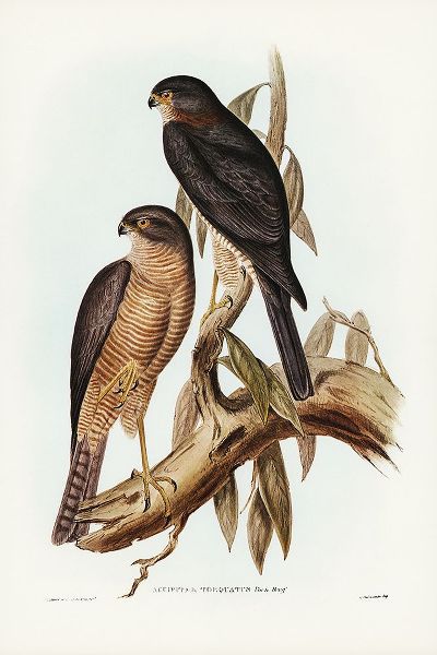 Gould, John 작가의 Collared Sparrow Hawk-Accipter torquatus 작품