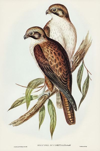 Gould, John 작가의 Western Brown Hawk-Ieracidea occidentalis 작품