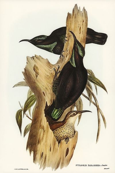 Gould, John 작가의 Rifle Bird-Ptiloris paradiseus 작품