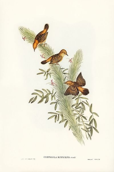 Gould, John 작가의 Rufous-headed Warbler-Cysticola ruficeps 작품