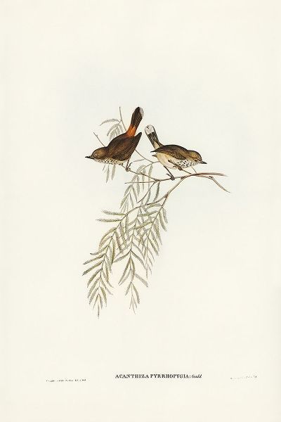 Gould, John 작가의 Red-rumped Acanthiza-Acanthiza pyrrhopygia 작품