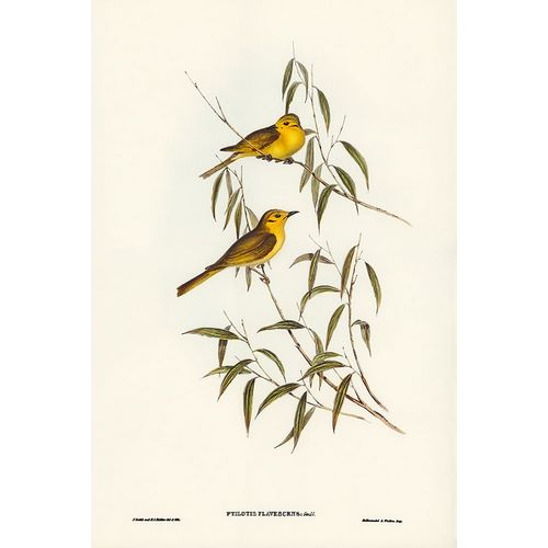 Gould, John 작가의 Yellow-tinted Honey-eater-Ptilotis flavescens 작품