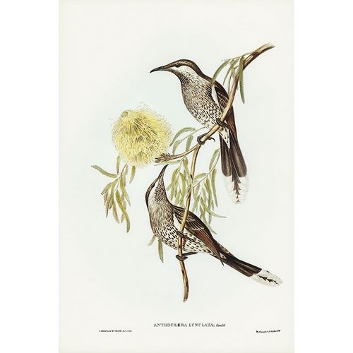 Gould, John 작가의 Lunulated Wattle Bird-Anthochaera lunulata 작품
