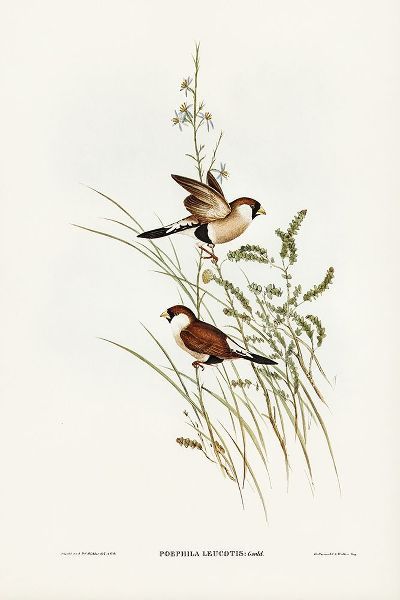 Gould, John 작가의 White-eared Grass Finch-Poephila leucotis 작품