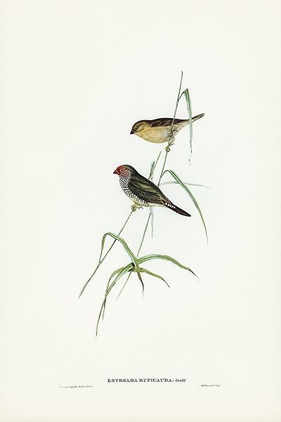 Gould, John 작가의 Red-tailed Finch-Estrelda ruficauda 작품
