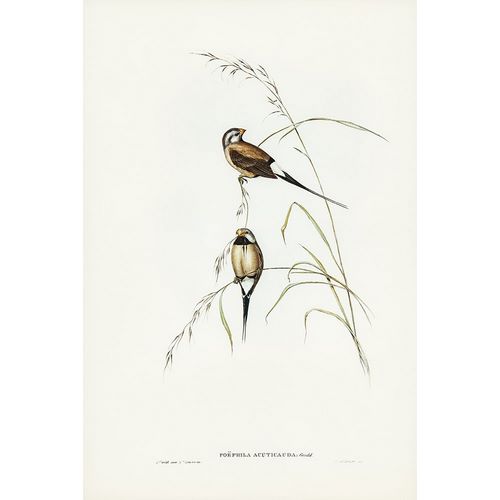 Gould, John 작가의 Long-tailed Grass Finch-Poephila acuticauda 작품