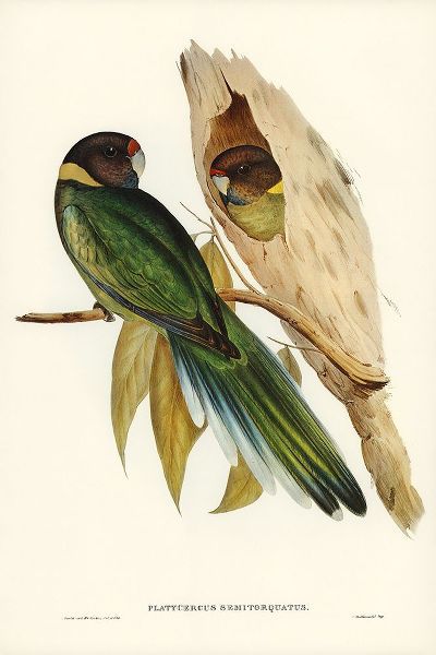 Gould, John 작가의 Yellow-collared Parakeet-Platycercus semitorquatus 작품