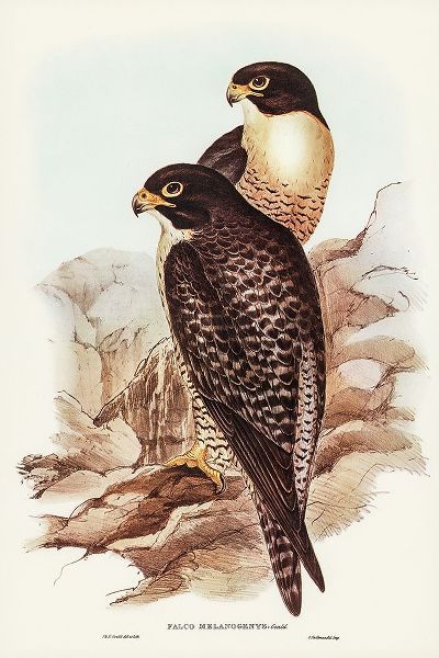 Gould, John 작가의 Black-cheeked Falcon-Falco melanogenys 작품