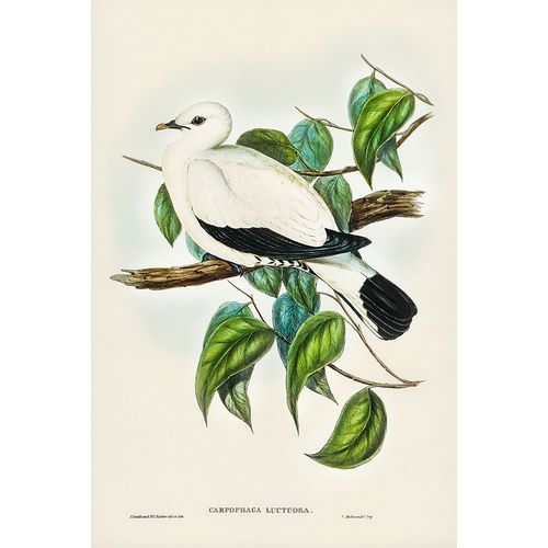 Gould, John 작가의 Torres Strait Fruit Pigeon-Carpophaga luctuosa 작품