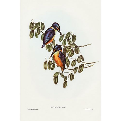 Gould, John 작가의 Azure Kingfisher-Alcyone azurea 작품