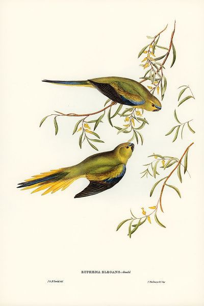 Gould, John 작가의 Elegant Grass-Parakeet-Euphema elegans 작품