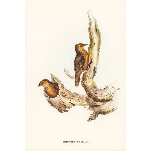 Gould, John 작가의 Rufous Tree-Creeper-Climacteris rufa 작품