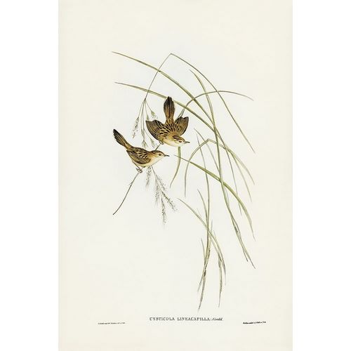 Gould, John 작가의 Lineated Warbler-Cysticola lineocapilla 작품