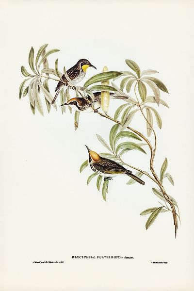 Gould, John 작가의 Fulvous-fronted Honey-eater-Glyciphila fulvifrons 작품