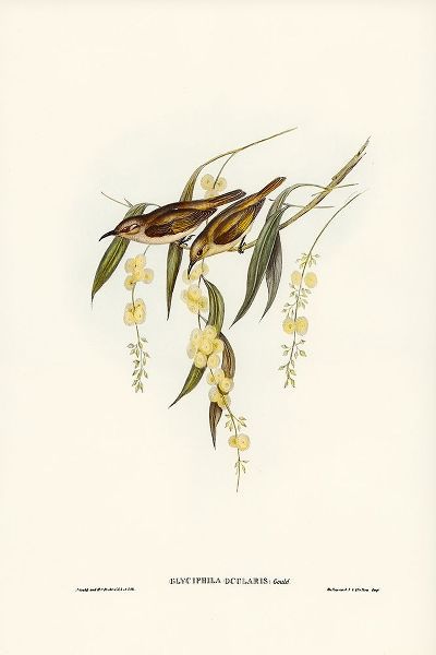 Gould, John 작가의 Brown Honey-eater-Glyciphila ocularis 작품