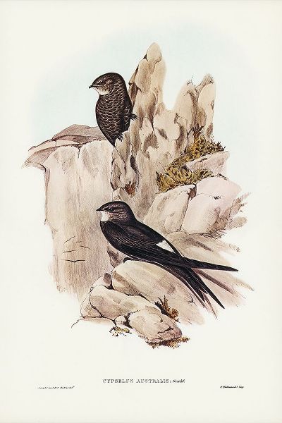Gould, John 작가의 Australian Swift-Cypselus Australis 작품