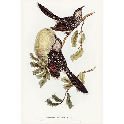 Gould, John 작가의 Brush Wattle Bird-Anthochaera mellivora 작품