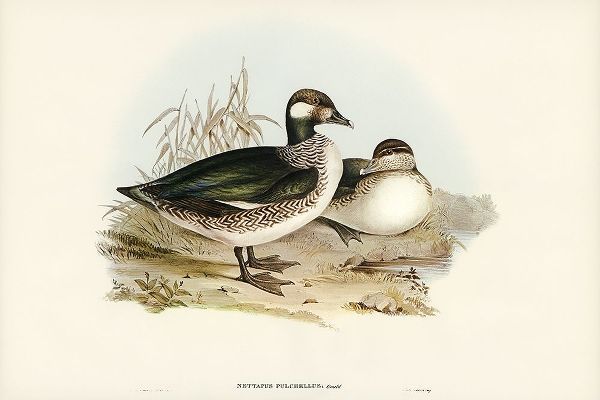 Gould, John 작가의 Beautiful Pygmy Goose-Nettapus pulchellus 작품