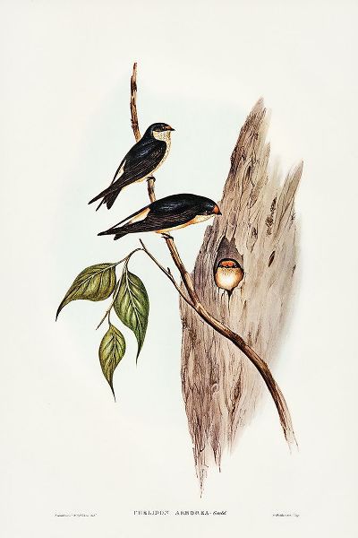 Gould, John 작가의 Tree Martin-Collocalia arborea 작품
