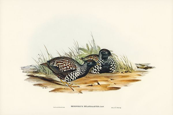 Gould, John 작가의 Black-breasted Hemipode-Hemipodius melanogaster 작품