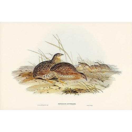 Gould, John 작가의 Australian Partridge-Synoicus Australis 작품