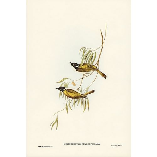 Gould, John 작가의 Swan River Honey-eater-Melithreptus chloropsis 작품