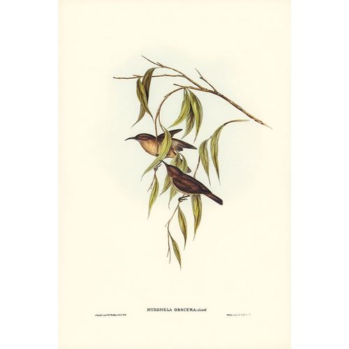 Gould, John 작가의 Obscure Honey-eater-Myzomela obscura 작품