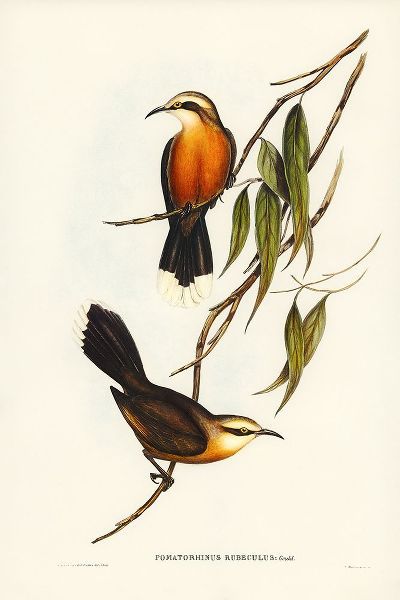 Gould, John 작가의 Red-breasted Pomatorhinus-Pomatorhinus rubeculus 작품