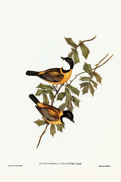 Gould, John 작가의 Black-tailed Pachycephala-Pachycephala melanura 작품