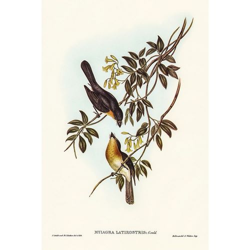 Gould, John 작가의 Broad-billed Flycatcher-Myiagra latirostris 작품