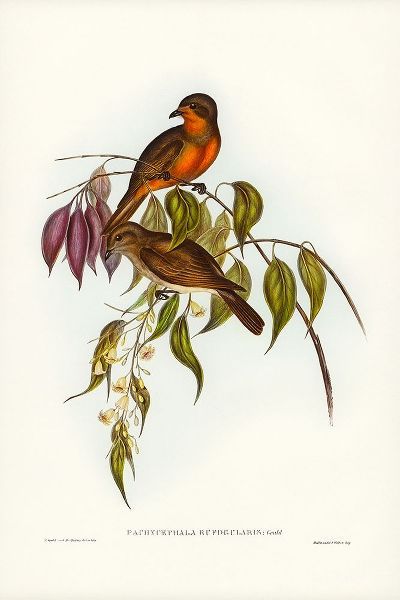 Gould, John 작가의 Red-throated Pachycephala-Pachycephala rufogularis 작품